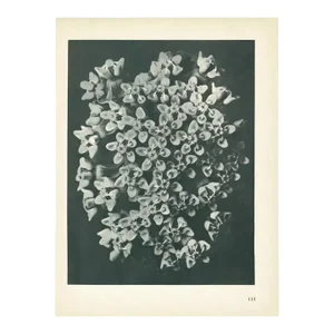 1928 Karl Blossfeldt Original Period Photogravure N115 of Asclepias Incarnata