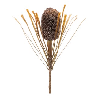 Fall Banksia Pod Stem (Set of 2) For Sale