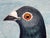 Wood Circa 1930 British Folk Art Champion Racing Pigeons Oil Painting For Sale - Image 7 of 18