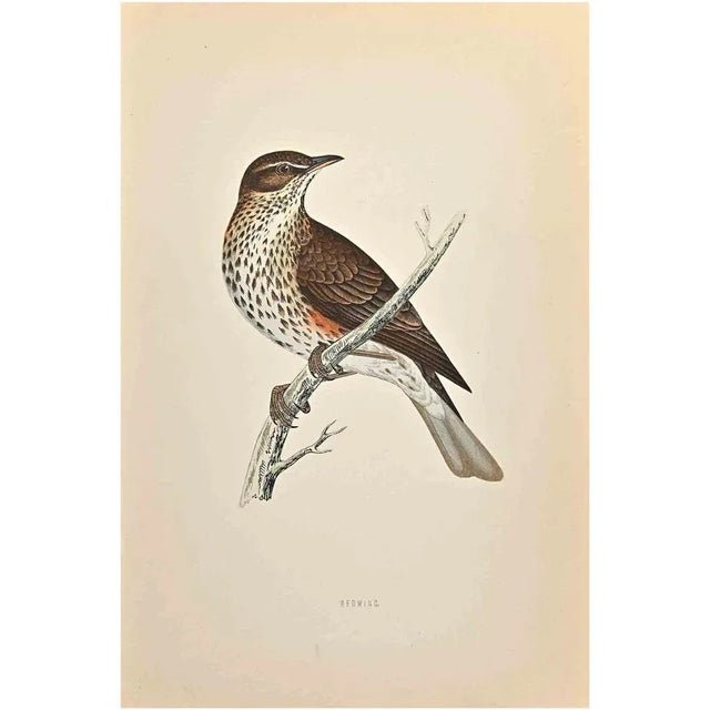 Redwing is a modern artwork realized in 1870 by the British artist Lydon Alexander Francis (1836-1917) Woodcut print, hand...