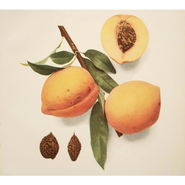 1900 - 1909 1900s U. P. Hedrick, Original Antique Photogravure of Muir Peaches For Sale - Image 5 of 7