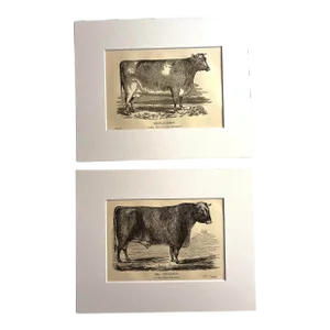 19th C. Bull and Cow Prints Set/2