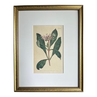 Antique Original Hand Colored Curtis Floral Botanical Etching 1805 For Sale