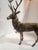 Beautiful Solid Brass Stag Candleabra For Sale - Image 9 of 11