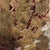 Mark Tobey, Abstract Composition, 1969,Mixed Media For Sale - Image 4 of 6