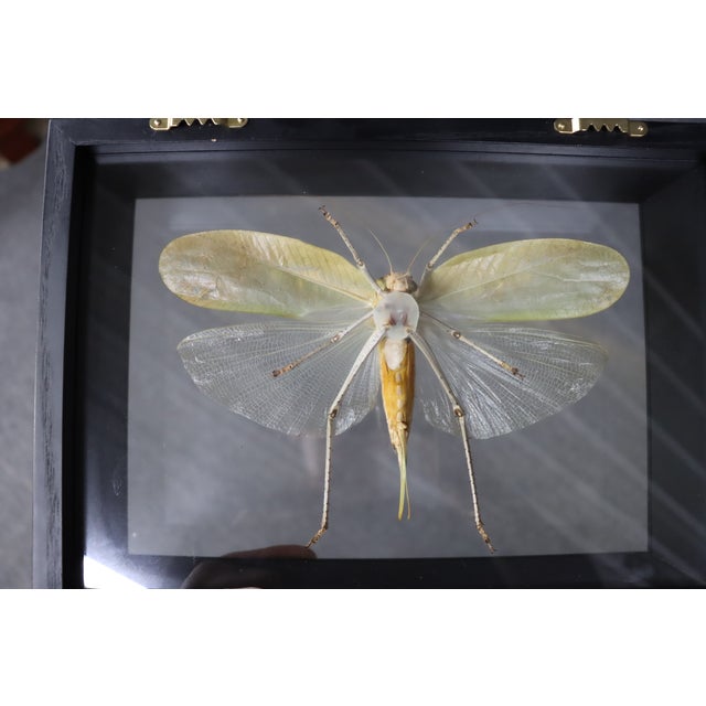 Framed Giant Katydid Shadow Box Specimen Display For Sale - Image 9 of 9
