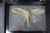 Framed Giant Katydid Shadow Box Specimen Display For Sale - Image 9 of 9