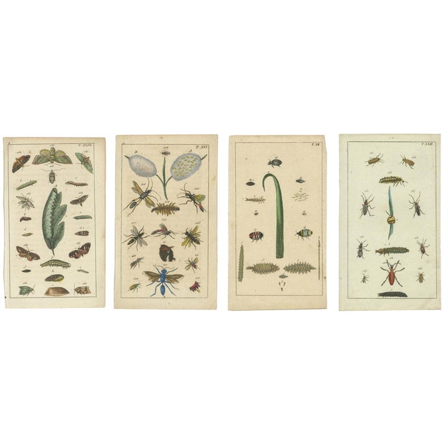 Gottlieb Tobias Wilhelm, Insects and Plants, 1832, Prints, Set of 4 For Sale