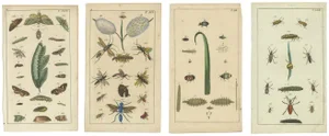 Gottlieb Tobias Wilhelm, Insects and Plants, 1832, Prints, Set of 4