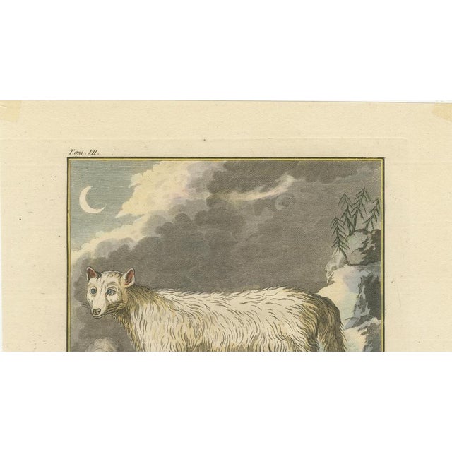 After Buffon, The White Fox of Canada Arctic Wildlife, Engraving, 1801 For Sale - Image 6 of 9