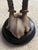 Mounted Roe Buck Antlers, Set of Five For Sale - Image 13 of 16
