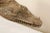 Carved Wood Crocodile Head Boat Prows on Stands, Papua New Guinea - Set of 3 For Sale In Atlanta - Image 6 of 11