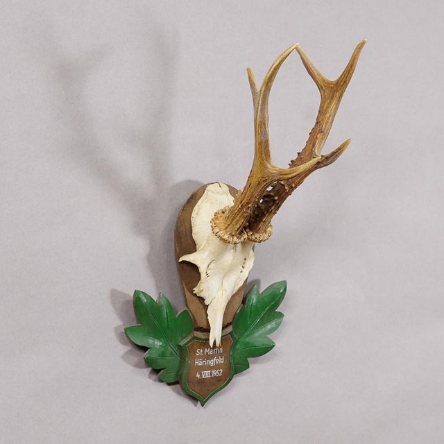 Great Black Forest Red Deer Trophy on Carved Plaque - Germany 1952 Item e8177 A vintage red deer (Capreolus capreolus)...