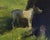 In "Shade," a serene moment unfolds in a lush outdoor setting, where two dogs are depicted amidst dappled light and...