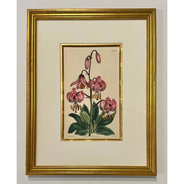 Set of 9 Original 1842 Curtis Botanical Prints in Ornate Gold-Leaf Gesso Matting – Framed For Sale - Image 14 of 15