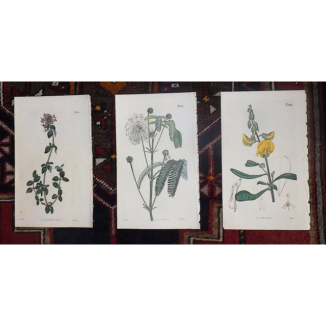 This set of nine (9) authentic antique early 1800's. botanical copperplate engravings from William Curtis Botanical...