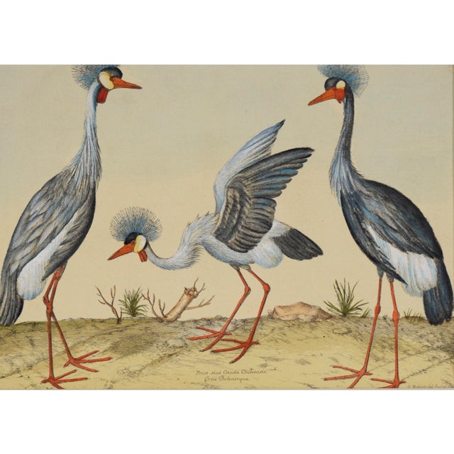 "Three Herons" - Hand Watercolor Engraving "Three Herons" from a collection of the Most Rare Birds Drawn and Engraved From...