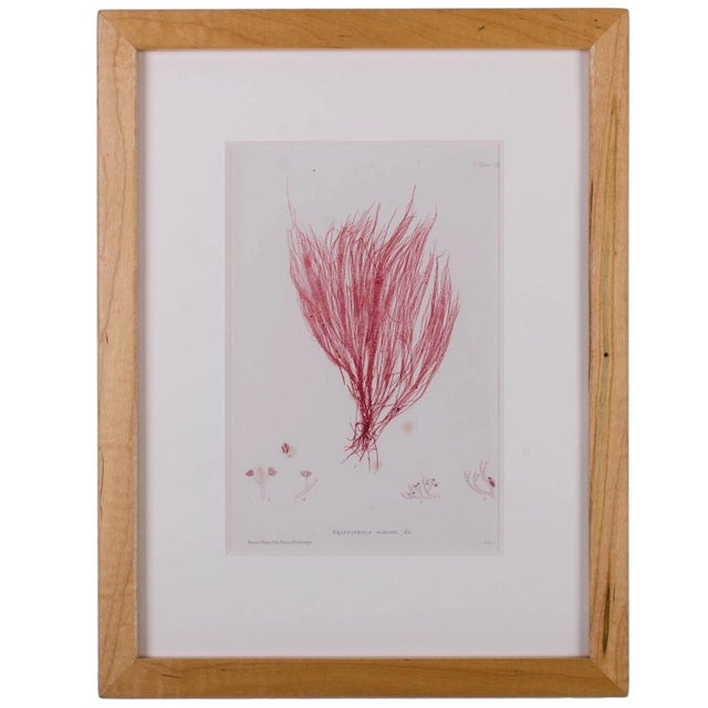 Bradbury Seaweed Prints in Hand-Crafted Frames - Set of 3 For Sale - Image 4 of 6