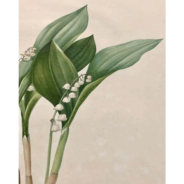 Convallaria Majalis Print Hand Colored Engraving Signed p.j. Redoute For Sale - Image 4 of 13