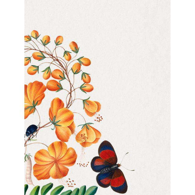 Vintage natural history art print reproduction featuring butterflies, botanical specimens, and shells, reproduced as an...