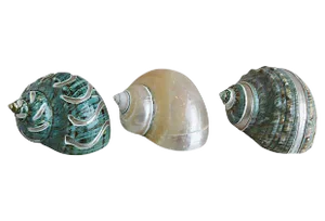Ivory, Jade & Turquoise Seashells - Set of 3