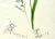 Late 19th Century Antique Original Floral Watercolor Botanical Painting Titled "Beautiful Lilly" in Calligraphy 19th /Century For Sale - Image 5 of 6