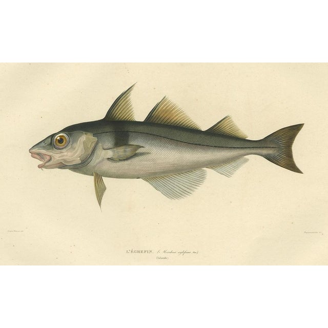 After Bévalet, Haddock (Légrefin), 1842, Print For Sale - Image 4 of 10