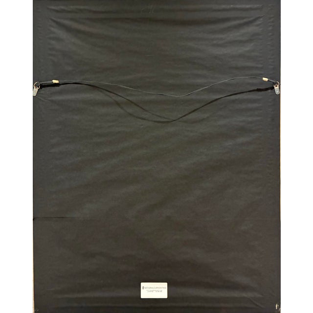 Oversized Natural Curiosities Harvey Seaweeds Botanical Print – Framed For Sale In Charlotte - Image 6 of 7