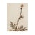 1900 - 1909 Antique Finnish Herbarium - Valerian, Circa 1909 For Sale - Image 5 of 6