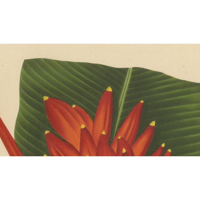 Paper Sheep van Nooten, Red Heliconia Botanical, 1880, Chromolithograph For Sale - Image 7 of 9