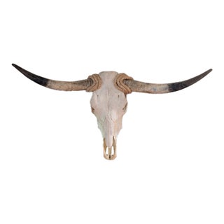 Authentic Texas Longhorn Skull For Sale