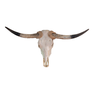 Authentic Texas Longhorn Skull