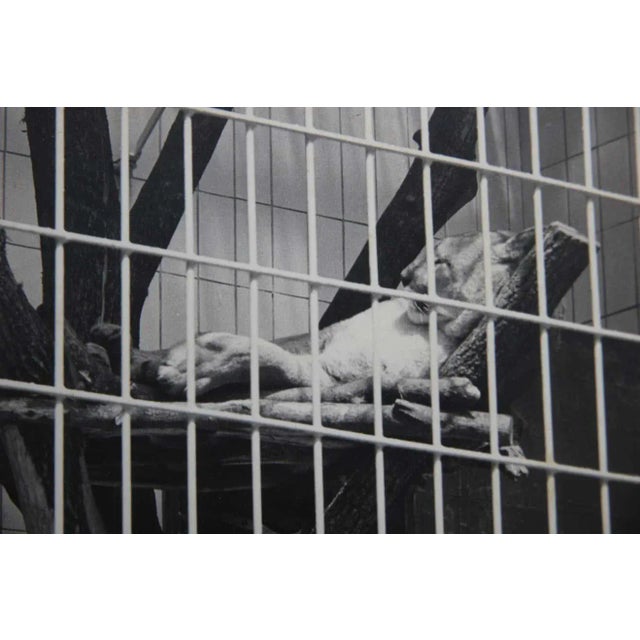 Mid 20th Century Black and White Photograph of a Large Cat Lounging in a Zoo Enclosure For Sale - Image 4 of 7