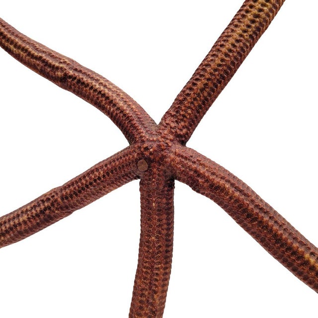 Starfish Ophidiaster Ophidianus, Vintage - Pacific Ocean, 1990s For Sale - Image 3 of 14