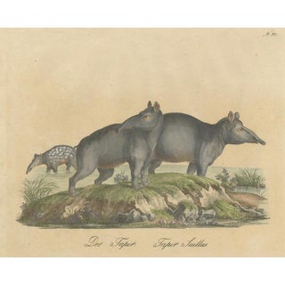 Karl Joseph Brodtmann, Tapir Family with Juvenile in Tropical Wetland, 1816, Lithograph For Sale