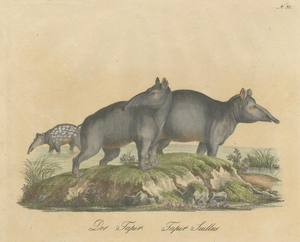 Karl Joseph Brodtmann, Tapir Family with Juvenile in Tropical Wetland, 1816, Lithograph