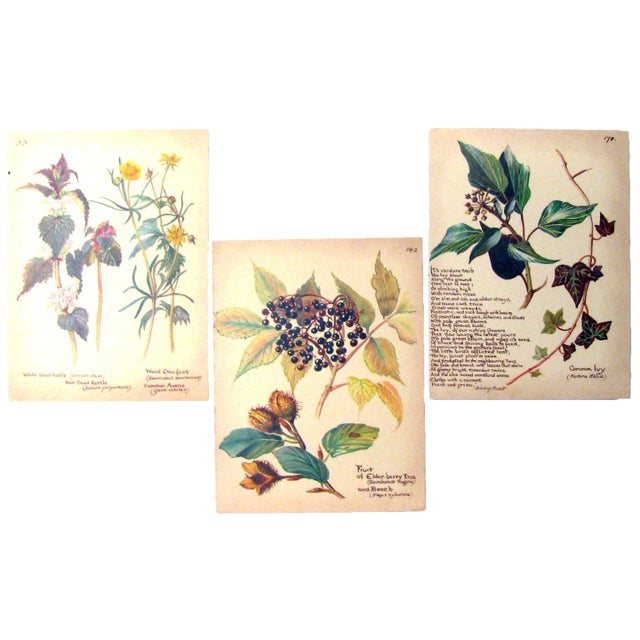 Early 20th Century Vintage English Botanical Prints, S/3 For Sale - Image 5 of 5