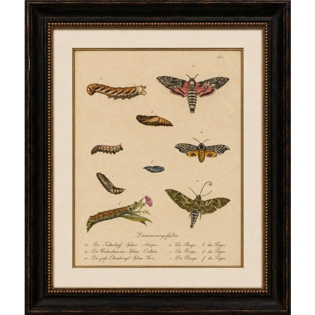 Death's-Head Hawkmoth, Eyed Hawkmoth & Oleander Hawkmoth, 1816 This attractive original hand-colored lithograph...