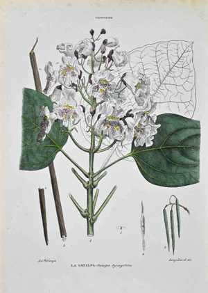 Vincenzo Tenore, The Bignoniaceae, Lithograph, 1870s