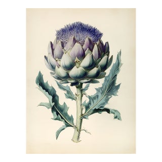 6" X 8" 'Cynara Cardunculus' or 'Cardoon' - Original Botanical Herbarium Watercolor & Pencil Flower Print For Sale