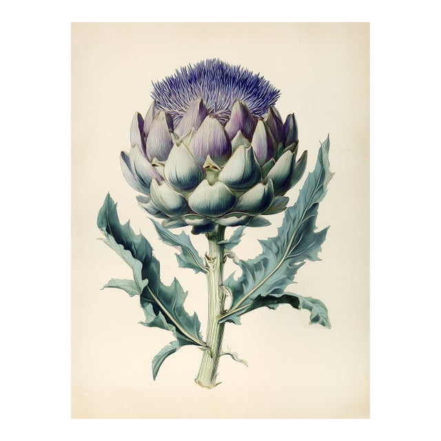 6" X 8" 'Cynara Cardunculus' or 'Cardoon' - Original Botanical Herbarium Watercolor & Pencil Flower Print For Sale