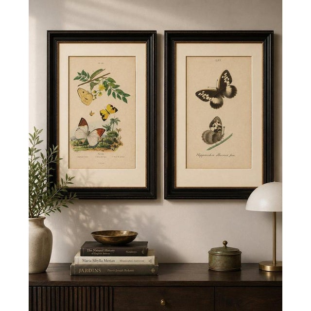 Guérin & Duméril, Butterfly and Moth, 1835, Engraving, Set of 2 For Sale - Image 9 of 10