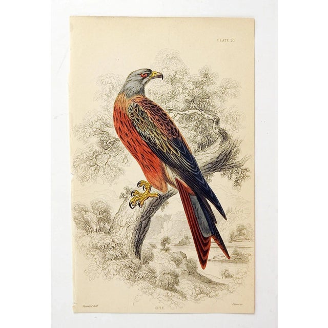 Early 19th Century Hawk Engraving Prints by William Lizars - a Pair For Sale - Image 5 of 6