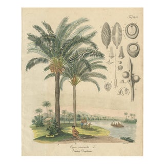 Cycad, 1831, Paper For Sale