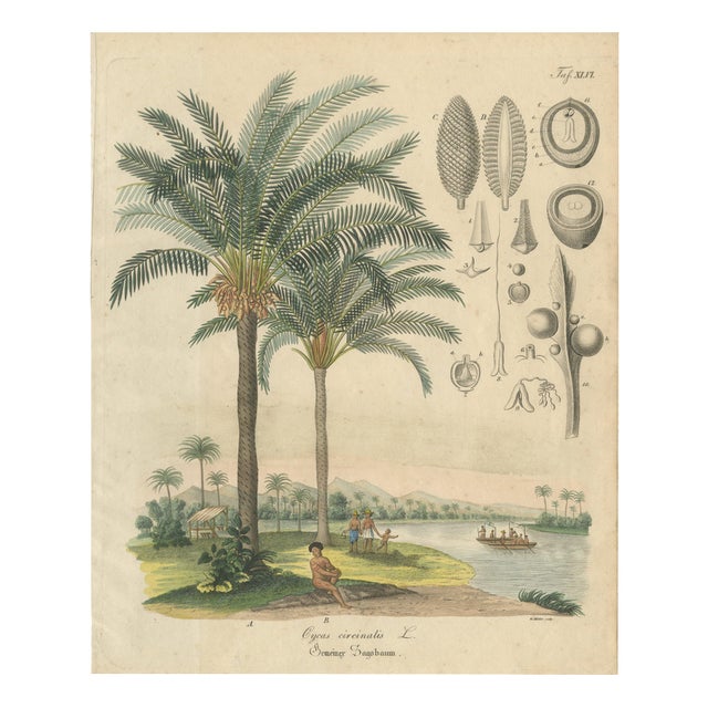 Cycad, 1831, Paper For Sale