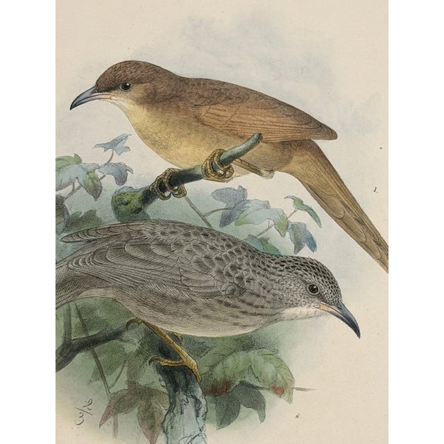 1875 J. G. Keulemans Hand-Colored Bird Lithograph, Framed in Walnut | Algerian & Palestine Bush-Babblers For Sale - Image 4 of 5
