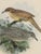 1875 J. G. Keulemans Hand-Colored Bird Lithograph, Framed in Walnut | Algerian & Palestine Bush-Babblers For Sale - Image 4 of 5