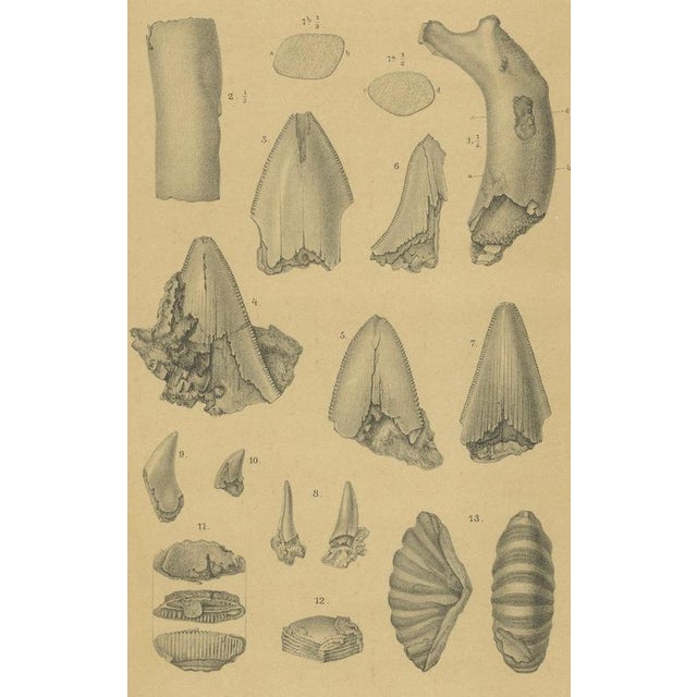 After Karl Martin, Caribbean Coral & Fossils, Lithographs, 1888, Set of 2 For Sale - Image 4 of 9