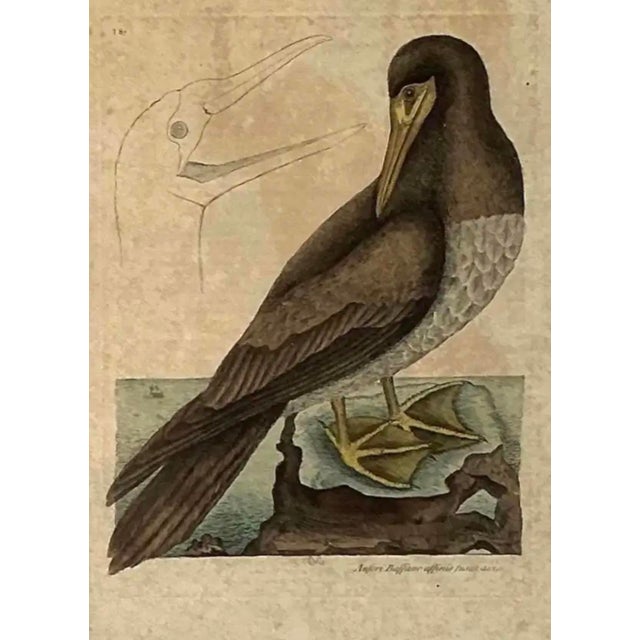 Mark Catesby (British, 1683-1749) Framed Engravings, Set of Two. These 18th Century engravings originated from Catesby's...