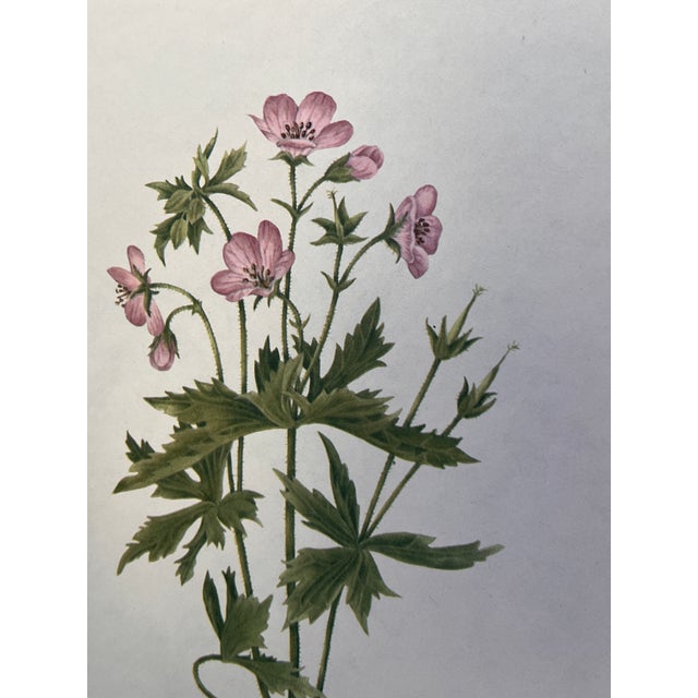 This beautiful set of 2 framed original vintage botanical wild flower prints of Rose Mallow and Wild Geranium were...